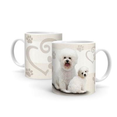 Bichon Frise B557
