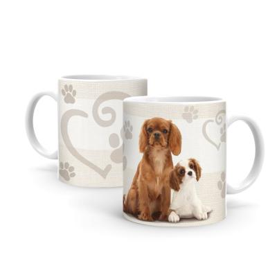Cavalier King Charles Spániel B558