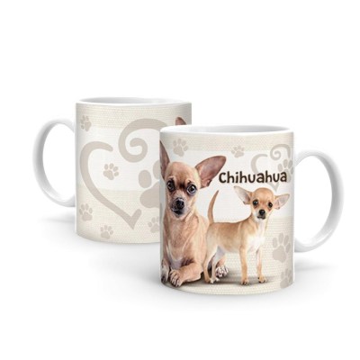 Chihuahua B391