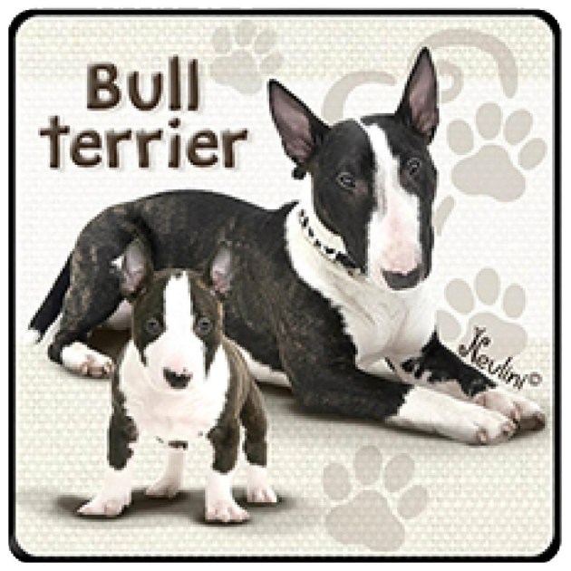 NH130 Bull Terrier