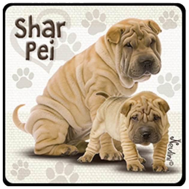 NH134 Shar Pei