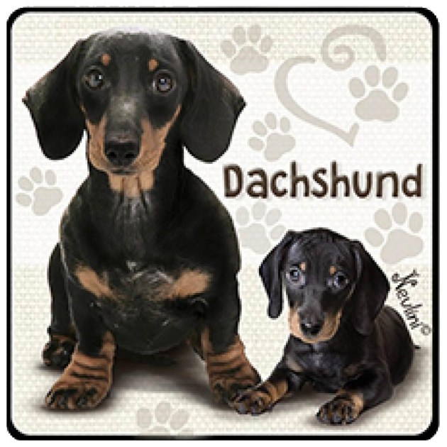 NH138 Dachshund