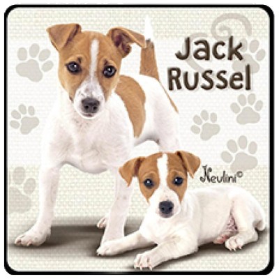 NH139 Jack Russel