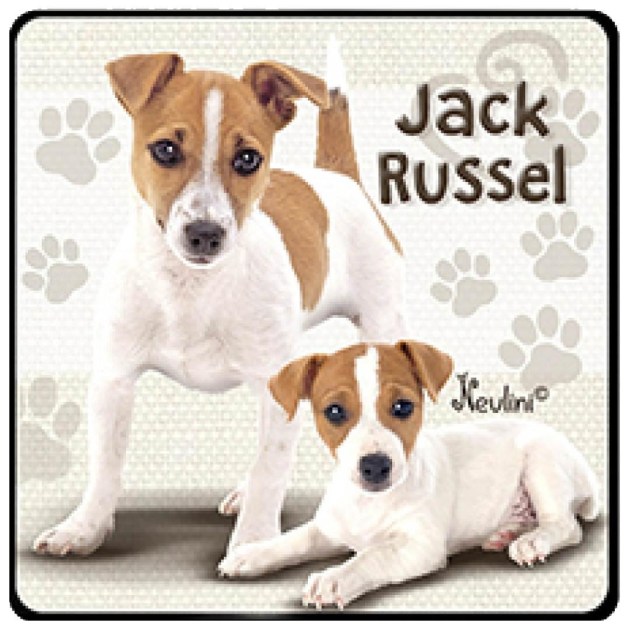 NH139 Jack Russel