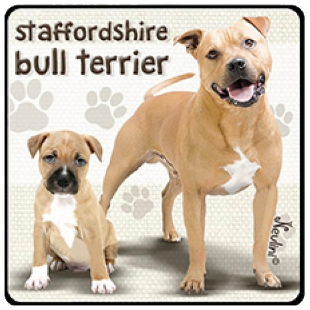 NH140 Staffordshire Bull Terrier
