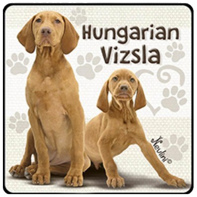 NH141 Hungarian Vizsla