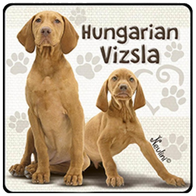 NH141 Hungarian Vizsla