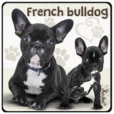 NH145 French Bulldog