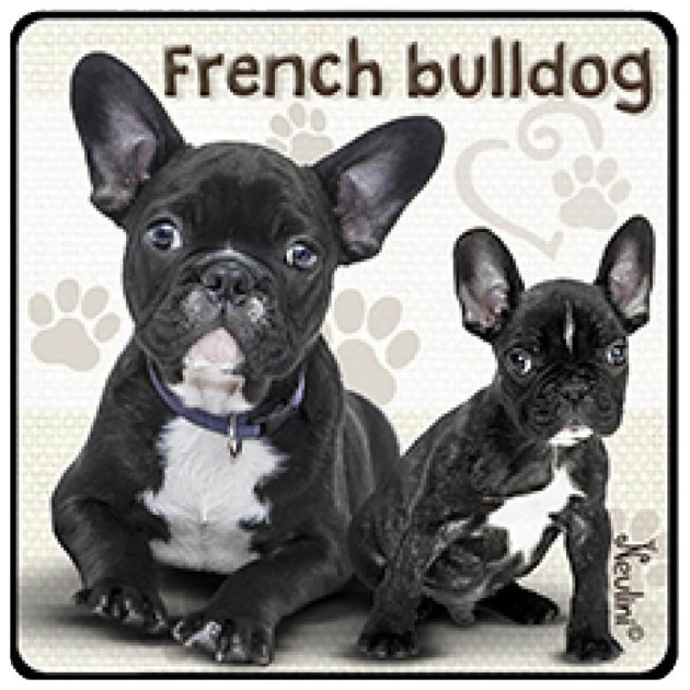 NH145 French Bulldog