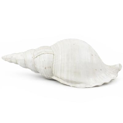 Tengeri Dekoracio 28cm 252120310 4f LP05060040