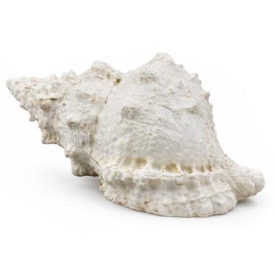 Tengeri Dekoracio 28cm 252120310 4f LP05060042