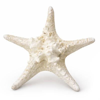 Tengeri Dekoracio 28cm 252120310 4f LP05060043