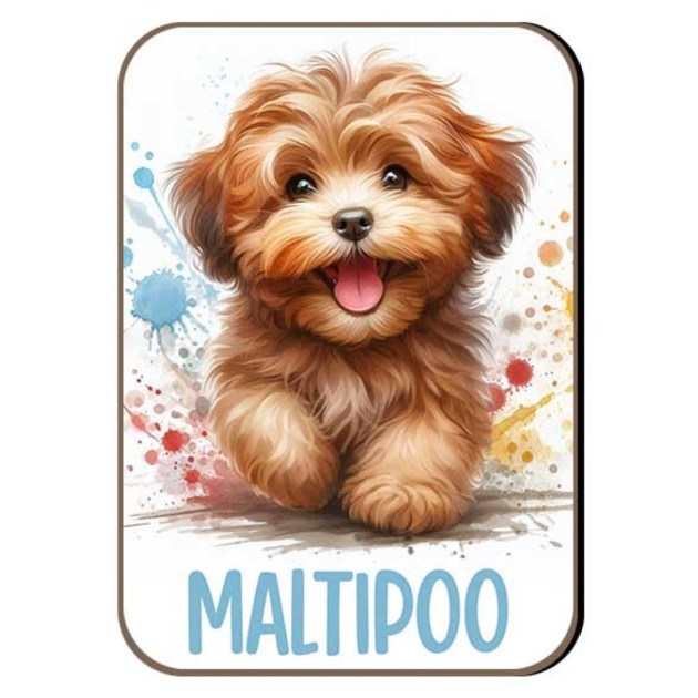 Kutyas Hutomagens 039 Maltipoo